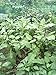 TINGYUAN Garden Stakes 30 Inches Steel Plant Stakes Tomato Stakes Pack of 25