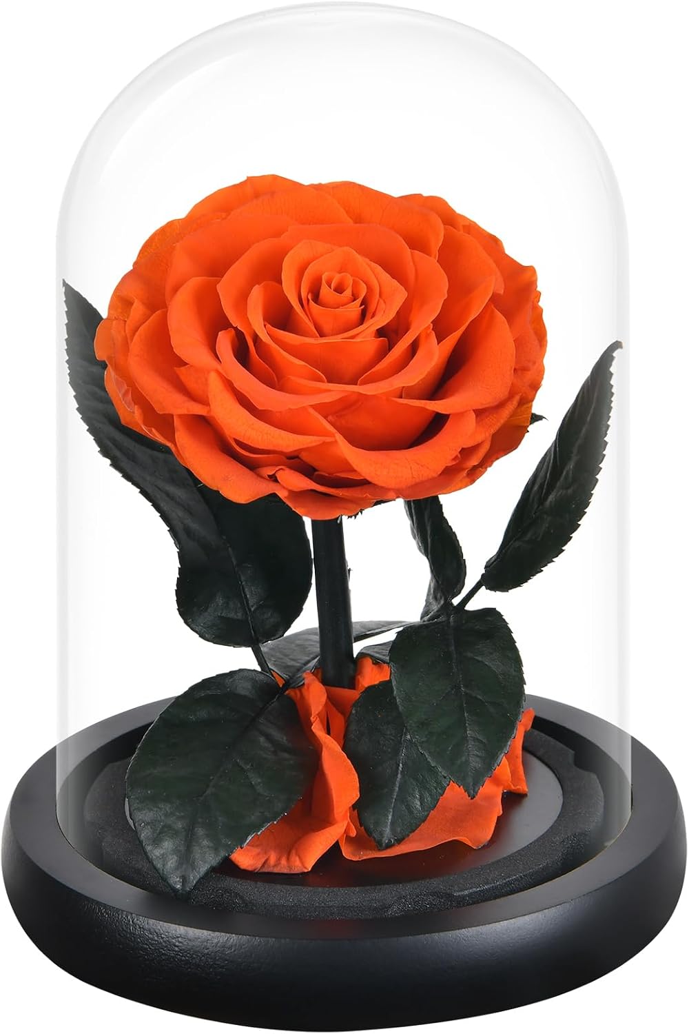 Dried & Preserved Flora - DEARCCINO Preserved Orange Rose Gifts for Women|Preserved Flowers in Glass Dome|Forever Preserved Roses Birthday Gifts for Girlfriend|Eternal Rose Gifts for Wife|Mom|Valentine's Day|Christmas