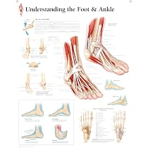 健康・医学 Anatomy of the Foot and ankle 61Ct-cZ27aL._AC_UL210_SR210,