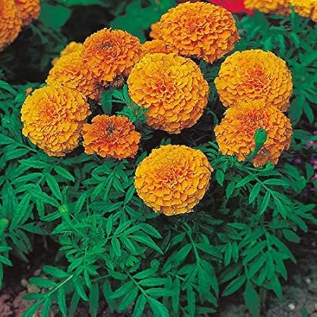 Firstly Pack of 50 FlowerSeeds- Plant Seeds for Hanging Pot