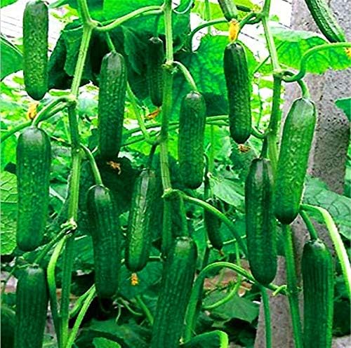 Semillas de hortalizas Sump Fresh 50 PC pepino para plantar verde ...