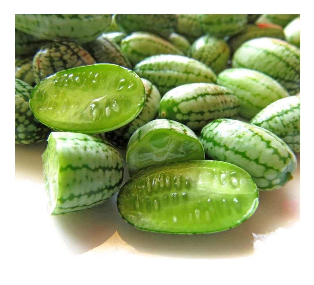 PREMIER SEEDS DIRECT - CUCAMELON - 65 Finest Seeds