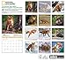 Foxes National Geographic 2016 Wall Calendar
