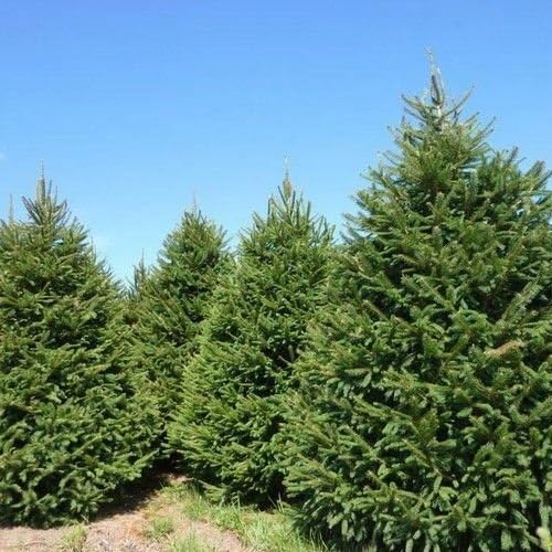 20 Seeds - Norway Spruce Tree Seeds (Picea abies)
