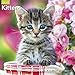2018 Kittens Wall Calendar (Mead)