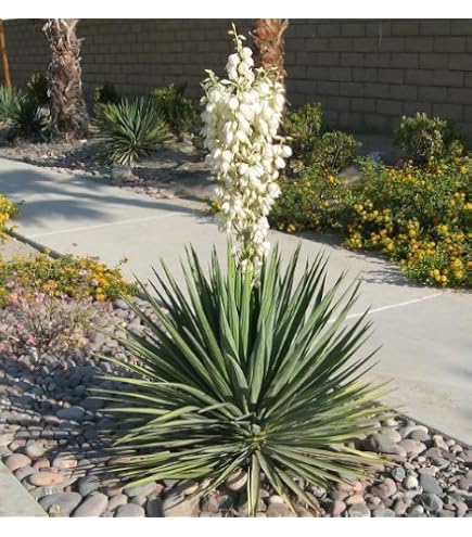 Amazon.com : Yucca ROSTRATA Exotic Blue Color Joshua Tree Hardy