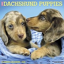 Just Dachshund Puppies 2018 Wall Calendar (Dog Breed Calendar) Just Dachshund Puppies 2018 Wall Calendar (Dog Breed Calendar)