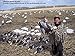 Sillosocks Econo Snow Goose Decoys 10dz. Pack (SS1470) by Sillosock Decoys