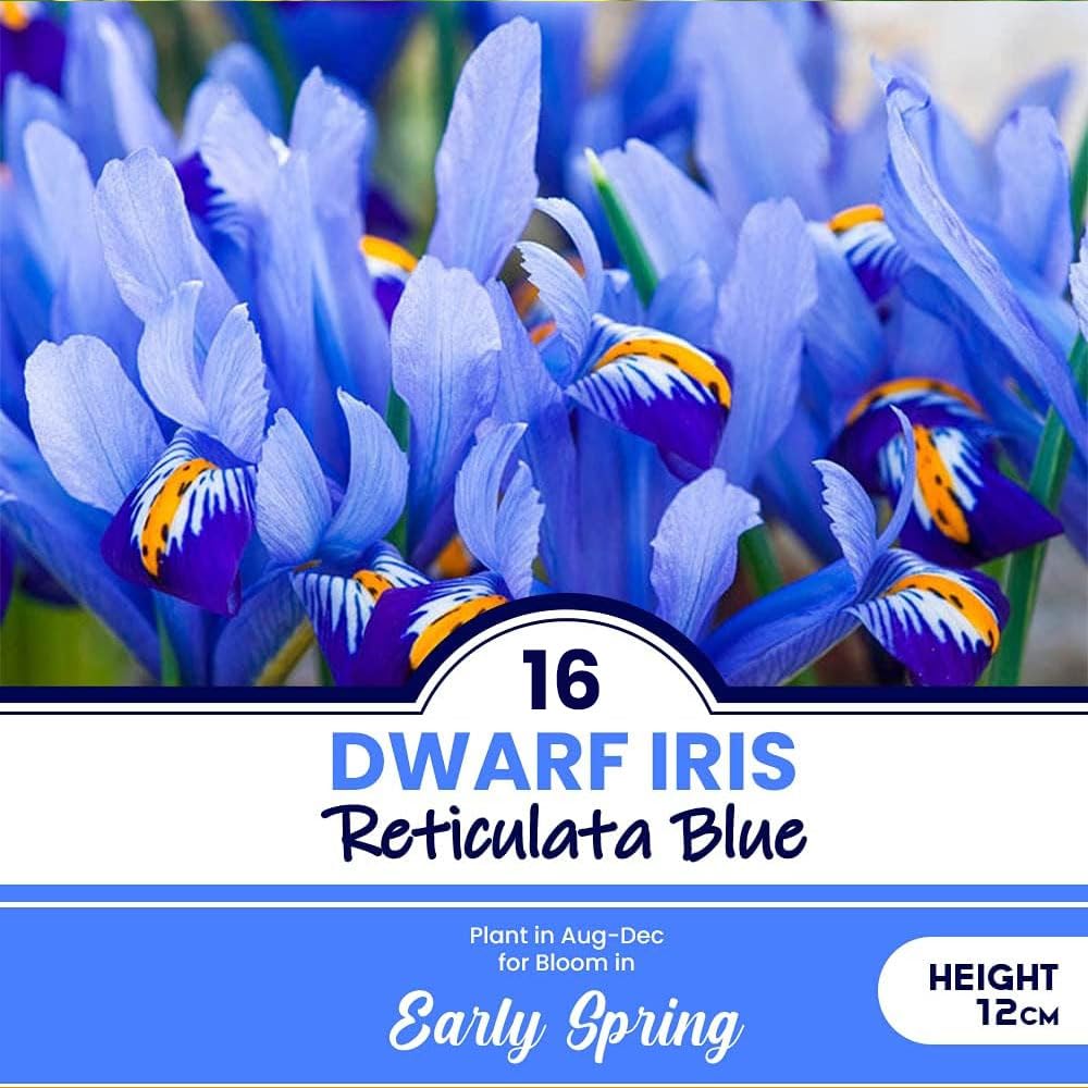 16 Dwarf Iris Reticulata Blue - Perennial Plants Early Spring Flowering - Fragrant Violet-Coloured Flowers - for Your Beautiful Garden