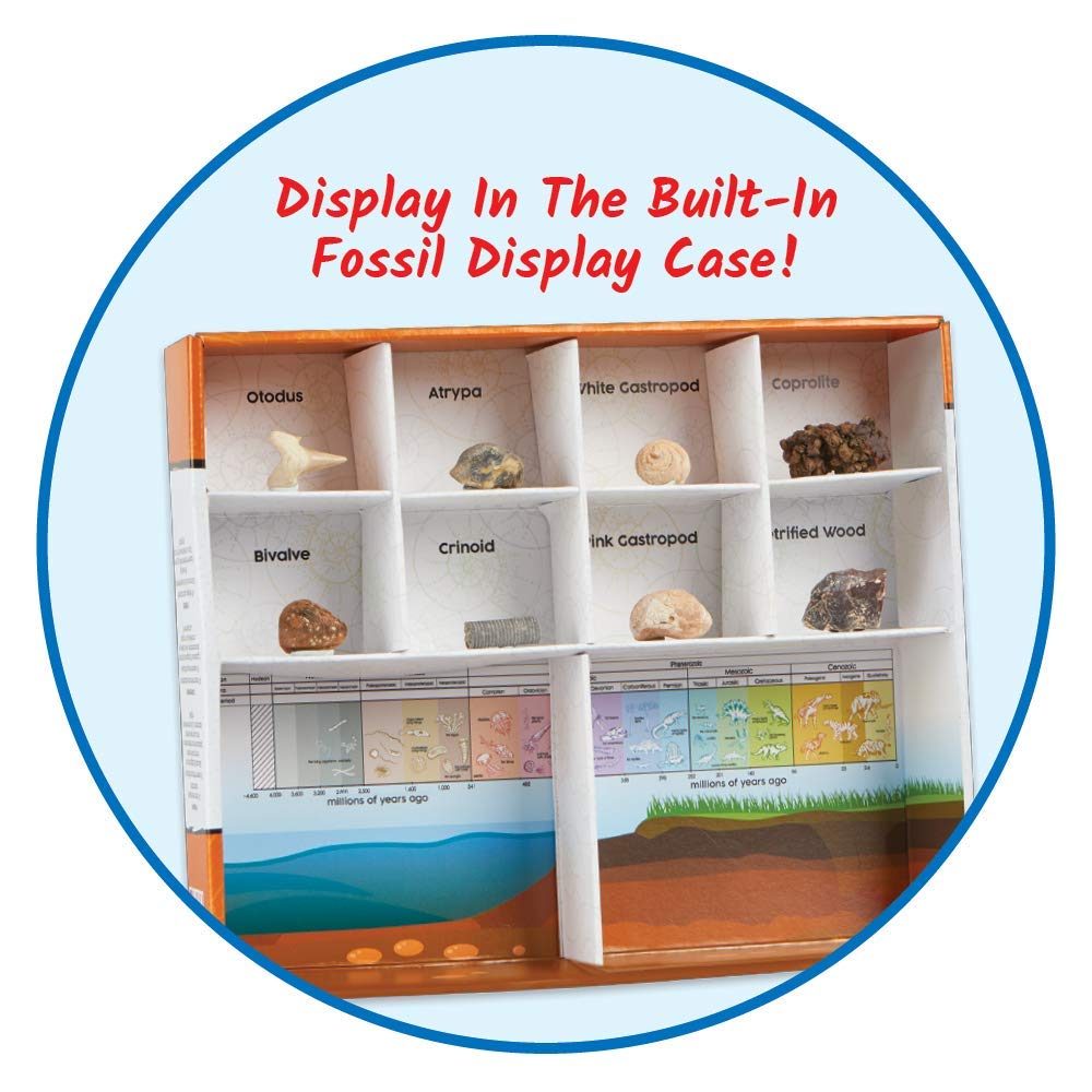 hand2mind Dig & Display Fossil Dig Kit, Fossil Display Case, 8 Real Fossils to Uncover, Dig Kits for Kids, Fossil Digging Kit for Kids, Excavation Kit for Kids, Fossil Science, Archeology Kits