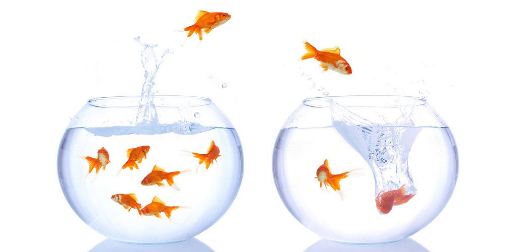 Amazon Com Goldfish Hd Wallpapers Appstore For Android