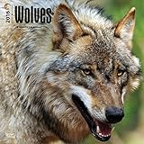 Wolves - 2016 Calendar 12 x 12in
