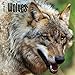 Wolves - 2016 Calendar 12 x 12in