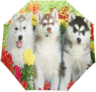 3 month old siberian husky