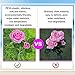 Anpro Solar Garden Rose Lights,3 Pack Waterproof Solar Lights with 6 Roses Lights Outdoor Garden Decorative, Waterproof with Stakes Decor for Garden Yard Party,Valentine's Day(White, Pink,Yellow)
