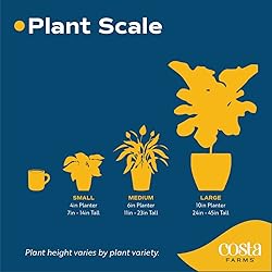 Costa Farms Peace Lily, Live Indoor Plant with