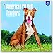 American Pit Bull Terriers 2017 Calendar