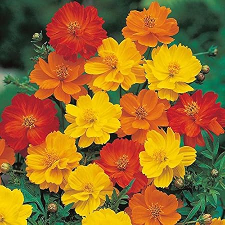 Creative Farmer Flower Seeds : Wild Cosmos Garden Plants Aromatic Garden [Home Garden Seeds Eco Pack] Plant Seeds