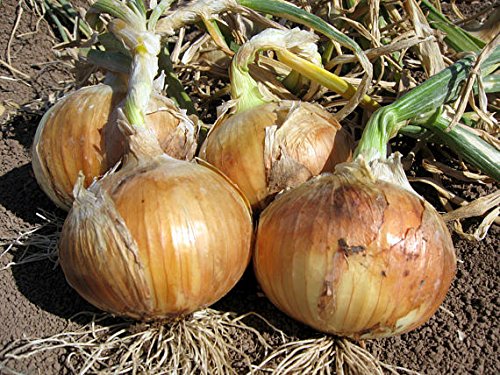 30 Yellow Granex Onion Plants - Sweet, Mild Flavor, Bolt Resistant, Short-Day Onion - Great for Home Gardens