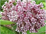 Plant-Swamp-Milkweed-Seeds-to-Help-Save-the-Monarch-Butterflies--Incarnata-Milkweed