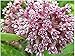 Plant Swamp Milkweed Seeds to Help Save the Monarch Butterflies - Incarnata Milkweed