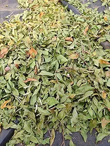 Pavitra Rishta Industry Natural Pure Dry Henna Mehandi Leaves for Hair Color and Hand 100% Organic (200 Gram)