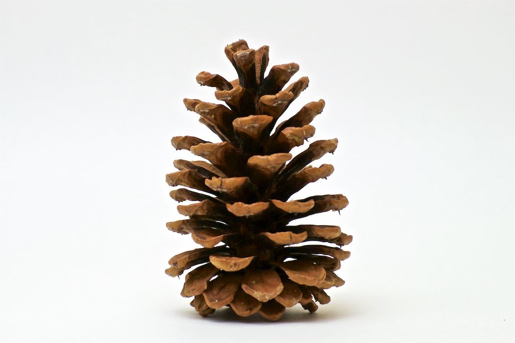 Amazon Com 10 Large Premium Quality 4 To 5 Inch Colorado Ponderosa Pine Cones