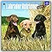 Labrador Retriever Puppies 2017 Calendar