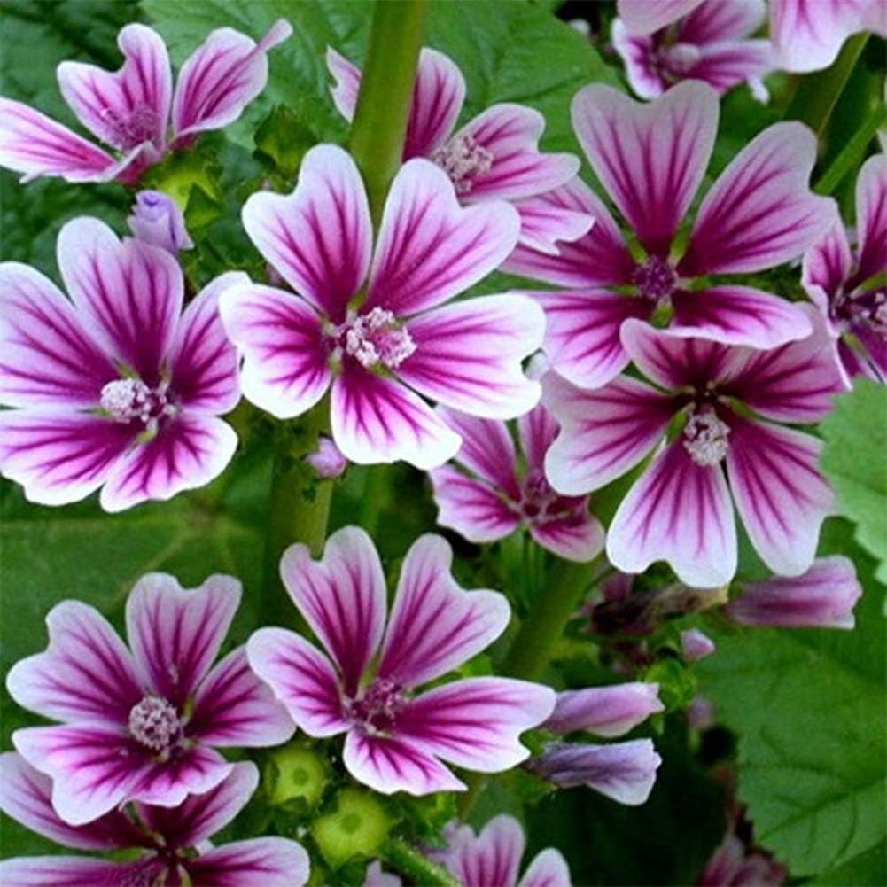 Flower Seeds Mallow Malva Sinensis Bonsai Plant Seeds Home Garden Deco 100PCS