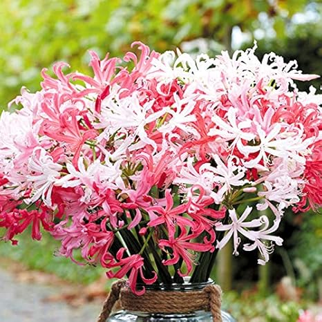 Amazon 国華園 春植え球根 ネリネ ボーデニーセット 4色12球 各3球 21年春商品 Diy 工具 ガーデン