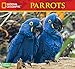 National Geographic Parrots 2019 Wall Calendar