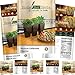 [Mexican Variety] Herb & Pepper Seeds - Non GMO - Jalapeno Seeds, Tomatillo Seeds, Serrano Pepper Seeds, Cilantro Seeds, Chile de Arbol - Heirloom Hot Salsa Seeds by Home Chef Herbs