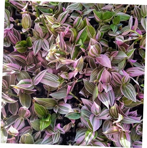 KAG 2.5x3.5 Inch Pot Wandering Jew Lilac Tradescantia Fluminensis House Plant - RK1810