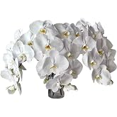 Fresh Cut White Phalaenopsis Orchid Stems, Elegant Orchid Cut Flowers for Home Decor, Wedding, Event, Gift, 5&ndash;10 Stems (5)