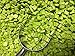 Starburst New Sour Green Apple - One Pound Bag