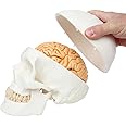 3-Part Human Skull Model, Removable 8-Part Brain, Anatomically Correct Brain Model for Neuroscience, Life Size Plastic Skull Mold from Real Skull, Detailed Product Manual, Made by Axis Scientific