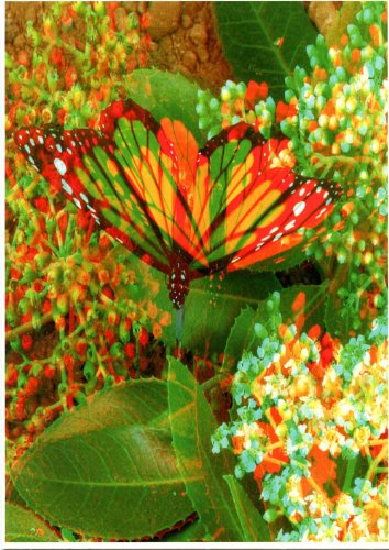 Monarch Butterfly - Phantogram GREETING CARD - with 3D Glasses - Image Pops Up from the Card - Unique 3D