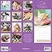 2017 Monthly Wall Calendar - Cat Kitten Naps