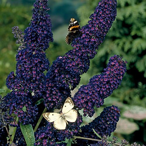 Garden Shrub Plants, Buddleia Black Knight, Butterfly bush hardy outdoor garden plants