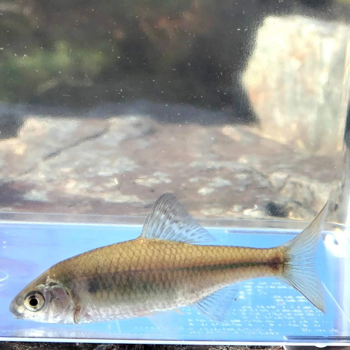 淡水魚 タナゴ マタナゴ 3匹 生体