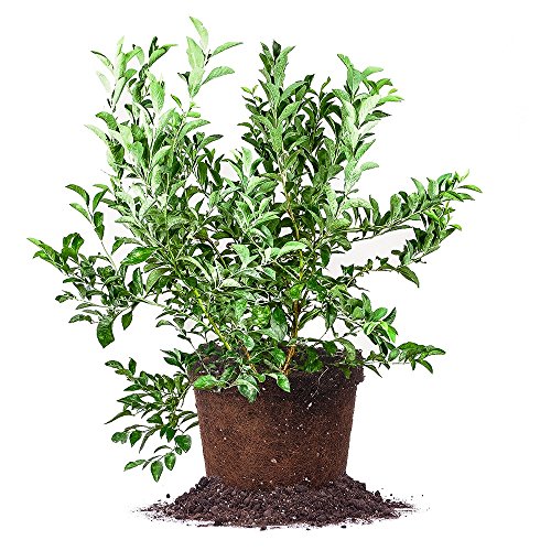 PREMIER BLUEBERRY - Size: 1-2 , live plant, includes special blend fertilizer & planting guide