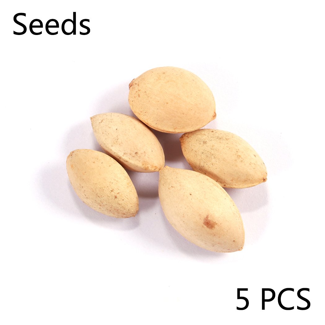 Zouvo 5pcs Pistachio Nut Seeds Bonsai Rare Nut Tree Seeds Home Garden Planting Outdoor