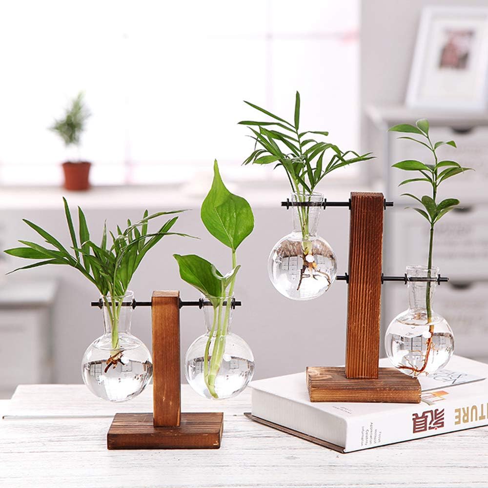 anthurium anouk improved Anthurium Anouk 13cm - 12 Stem Pack