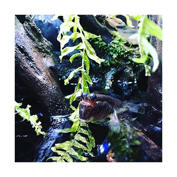 Seachem-Prime-Concentrated-Conditioner-500-ml Seachem Prime Concentrated Conditioner, 500 ml