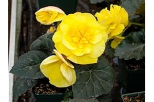 Mpb Begonia Seeds Stop Yellow Thru 100+ Seeds Pelleted Seeds Tubero Begonia