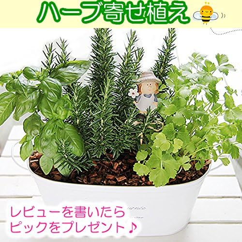 Amazon キッチンハーブの寄せ植えセット そのまま育てる かわいいブリキ鉢 料理に使える キッチンハーブ３種類 観葉植物 オンライン通販