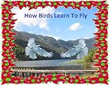 How Birds Learn To Fly by 