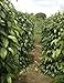 Yours Kitchen Organic Dried Long Peppercorns From My Farm (1.8 Ounce)