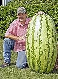 North Carolina Giant Watermelon -10 Seeds- HUGE 200 lbs by Duncan Seed : watermelon