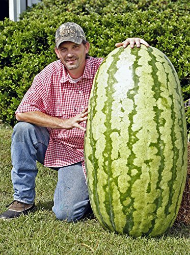 North Carolina Giant Watermelon -10 Seeds- HUGE 200 lbs by Duncan Seed : watermelon